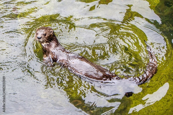 Obraz A Spotted-necked Otter swimming in the Eastern Cape, South Africa