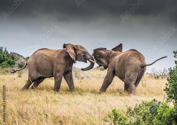 Obraz Two bull Elephants confront each other under leaden skies in the Eastern Cape, South Africa