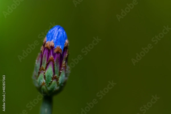 Obraz Blüte vor dem Blühen