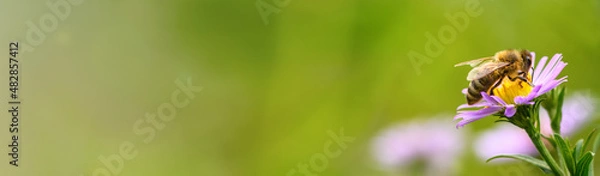Obraz Bee and flower. Close up of a large bee collecting pollen on purple flower on a Sunny day. Macro horizontal photography. Banner