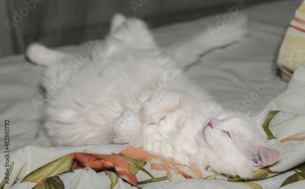 Obraz A white kitty.