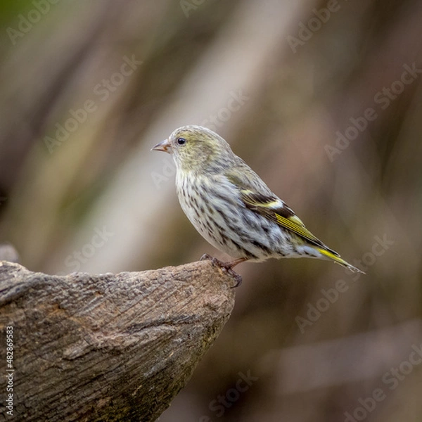 Obraz Eurasian siskin (Carduelis spinus)