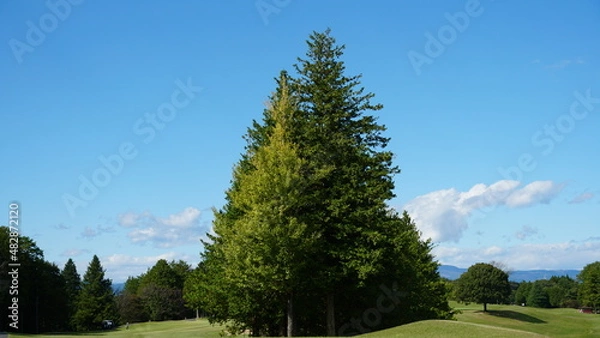 Obraz big tree and blue sky