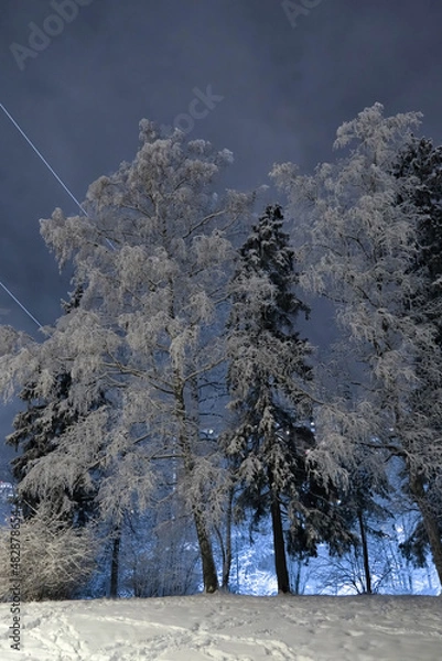Fototapeta Trees in the park in the evening after a snowfall