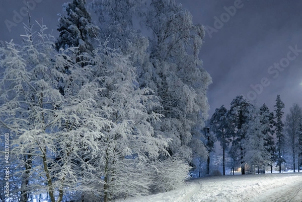Fototapeta Trees in the park in the evening after a snowfall