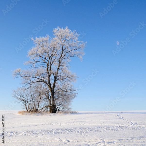 Fototapeta Alone tree