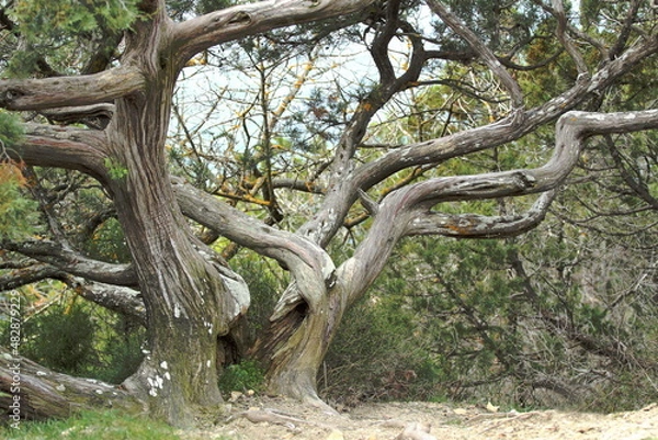 Obraz the old juniper tree has an unusual shape
