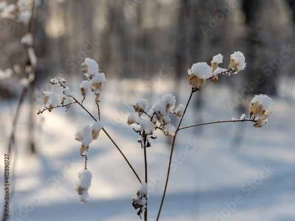 Fototapeta snow covered branches of tree