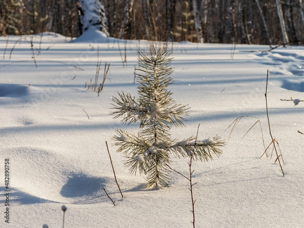 Fototapeta Little pine tree in the winter forest