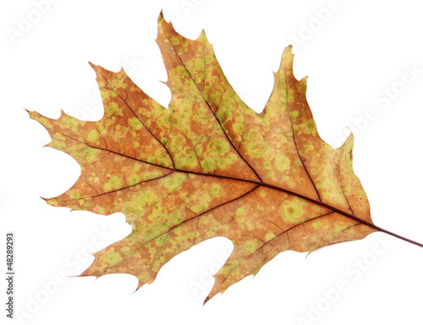 Obraz bright autumn leaf, isolated on white