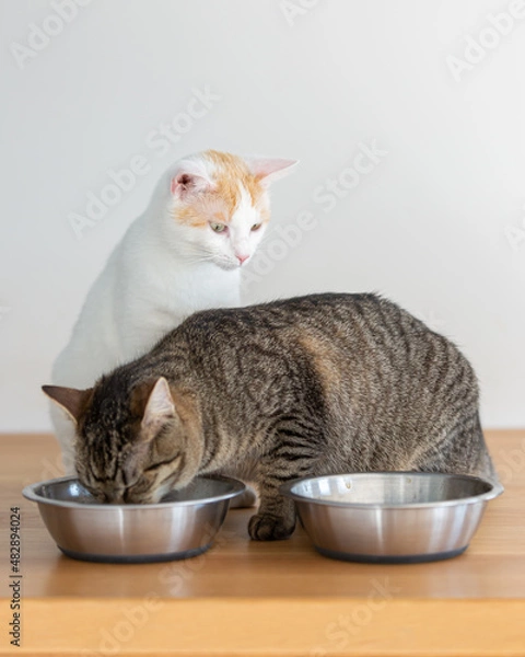 Fototapeta Two domesticated cats having a meal