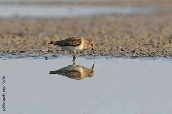 Obraz great crested grebe