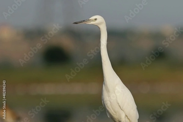Obraz great white egret
