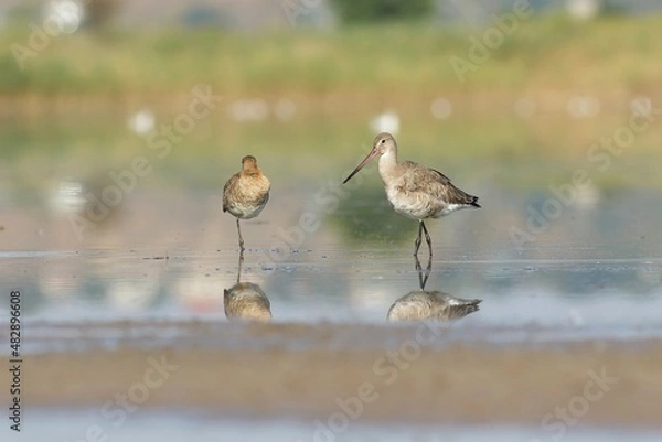 Obraz great blue heron