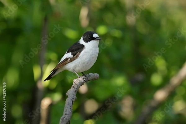 Obraz black capped kingfisher