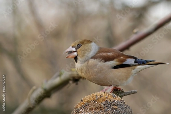 Obraz red backed shrike