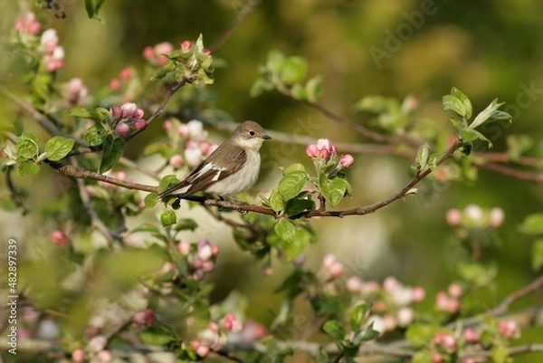 Fototapeta bird on a branch