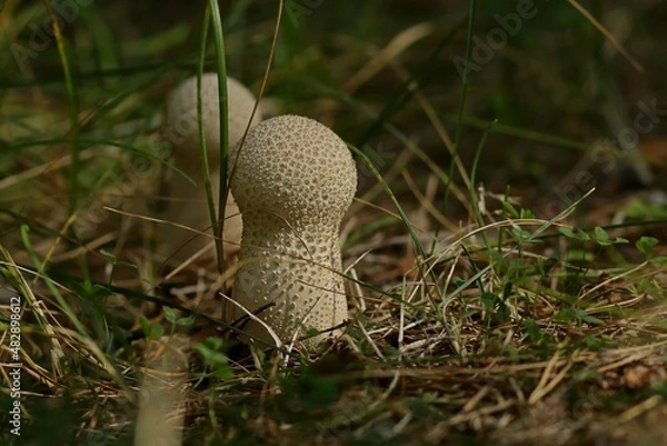 Fototapeta mushroom in the forest