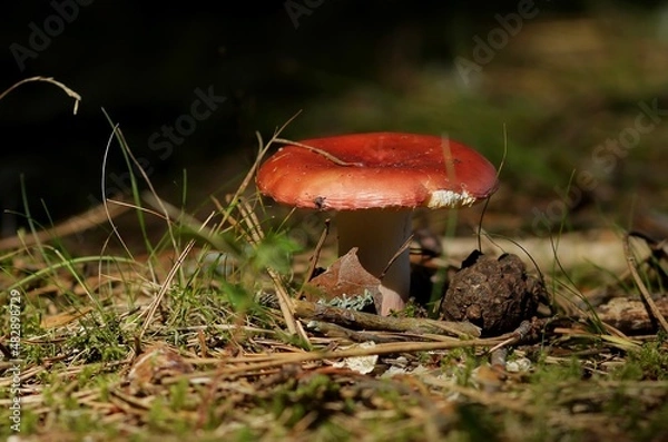Obraz mushroom in the forest