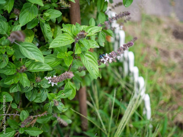 Obraz ブルー・ビー