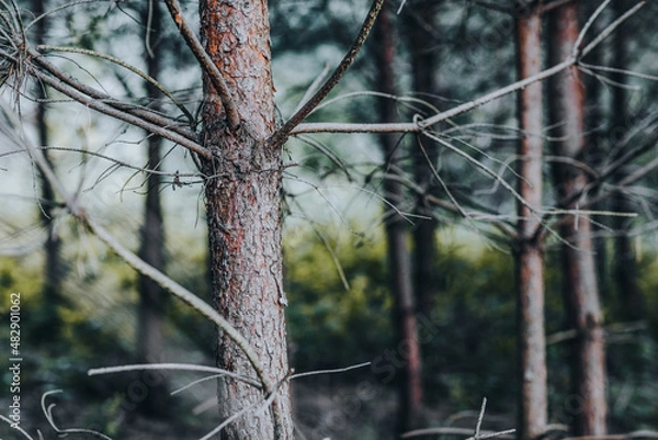 Fototapeta tree at w forest 