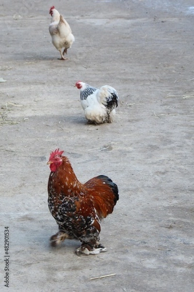 Obraz miniature rooster and chicken walking around the farm