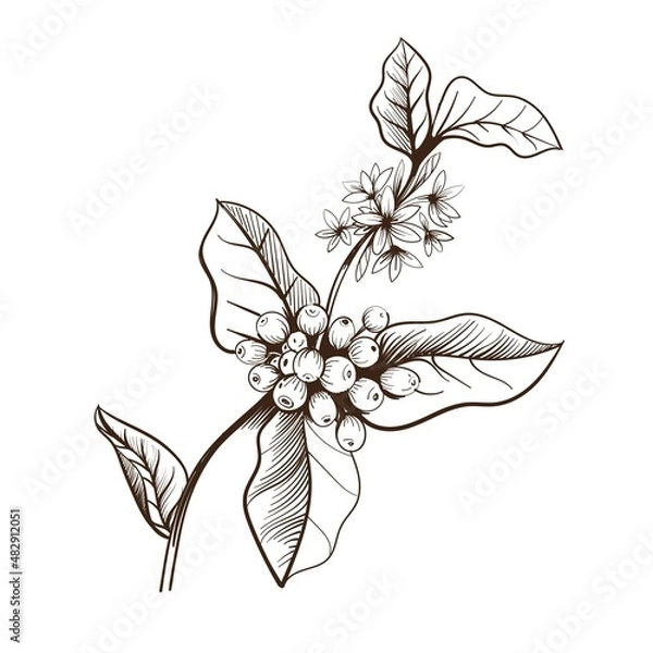 Fototapeta Branch of a coffee tree. Hand drawing. Vector illustration object isolated on white background.