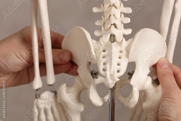 Fototapeta Pure posture correction, uneven hips. Doctor and skeleton model close up