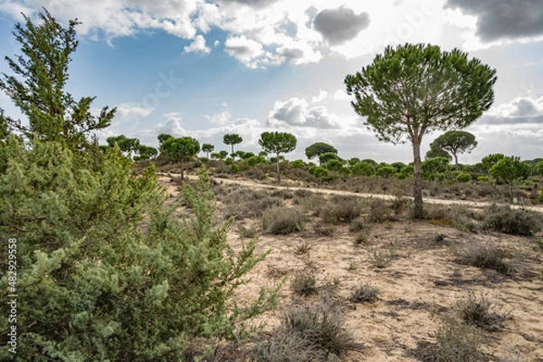Obraz landscape with trees