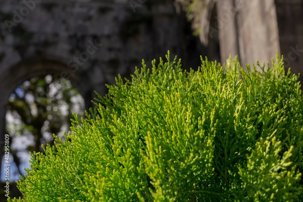Fototapeta a small cypress tree in the foreground next to the ruins