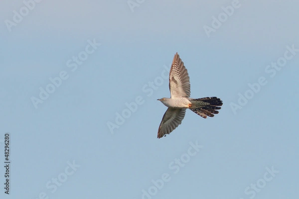Obraz Common Cuckoo in flight / Cuculus canorus ( European Cuckoo)