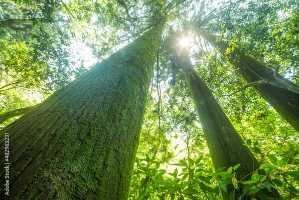 Obraz 菊池渓谷の下から見上げた杉の大木