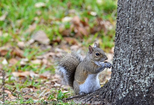 Obraz squirrel eating nut