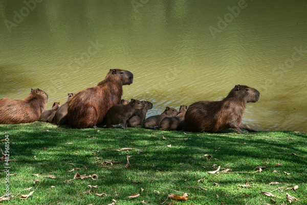 Obraz  Tapir Large rodent