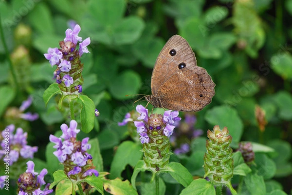 Obraz 吸蜜するジャノメチョウの雄（北海道・本別町）
