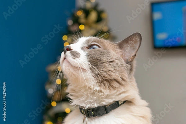 Fototapeta White Cat Portrait