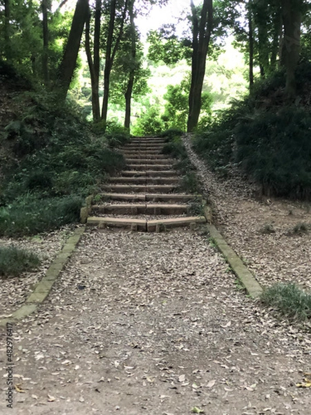 Obraz path in the woods