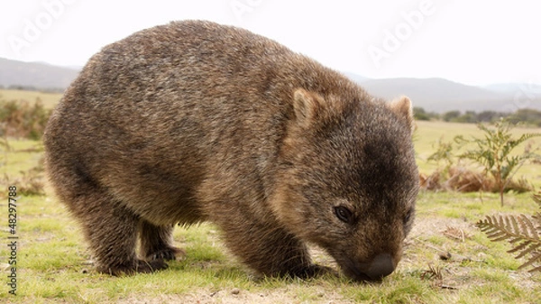 Fototapeta Wombat