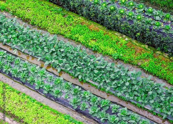 Obraz rows of vegetables