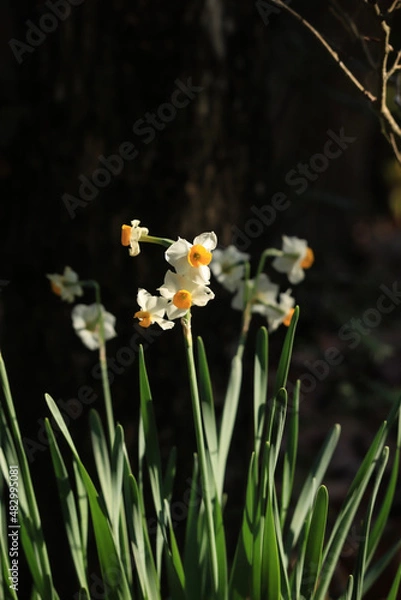 Fototapeta white narcissus flower in a garden