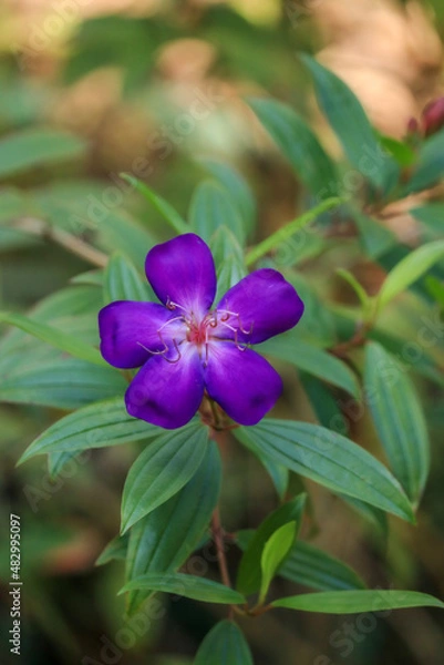 Obraz flower in the garden