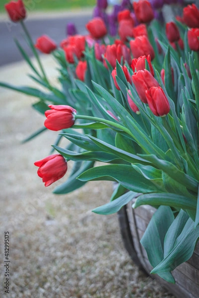 Obraz red tulips in the garden