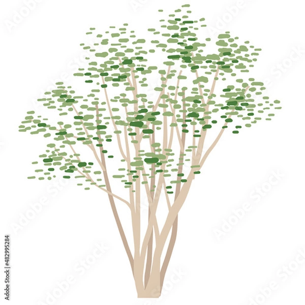 Obraz 庭木にぴったりの木 繊細な樹影のアオダモのベクターイラスト 