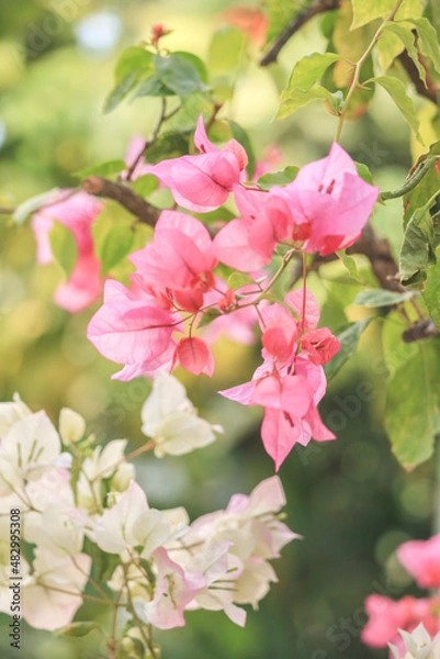 Obraz pink flowers have bloomed