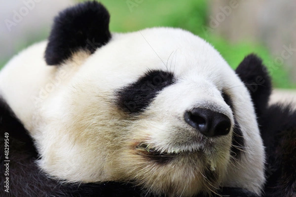 Fototapeta Sleeping Panda