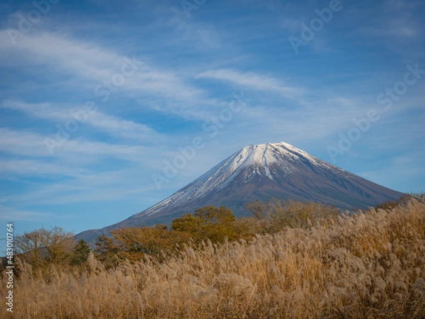 Fototapeta 【富士山】秋晴れとススキ