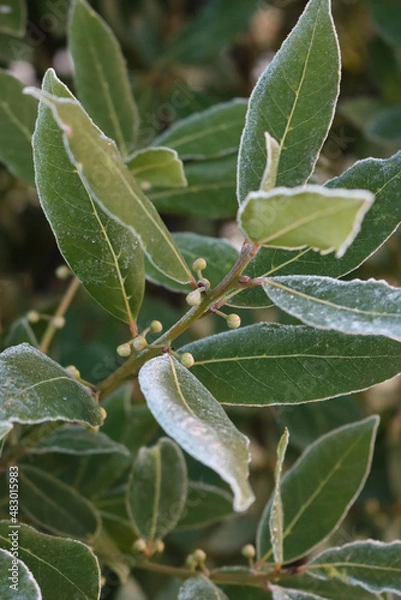 Fototapeta  Laurel bush with blossoms covered with frost. Laurus nobilis in bloom on winter