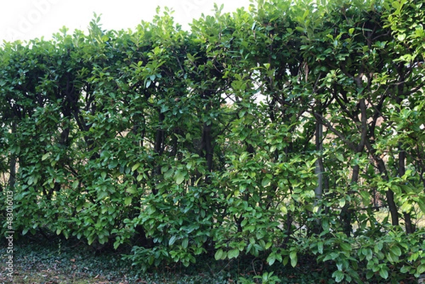Fototapeta Pruned cherry laurel hedge in the garden. Evergreen Prunus laurocerasus bush