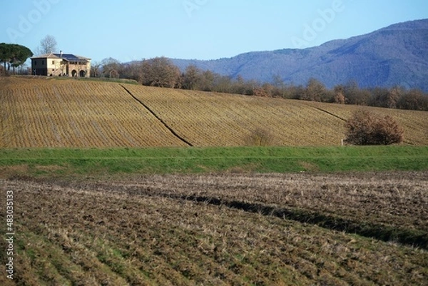 Obraz vineyard in autumn