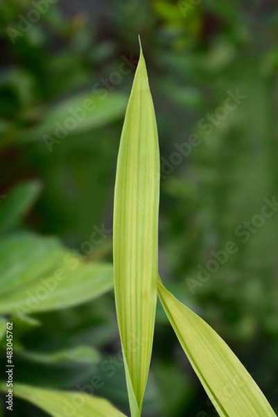 Fototapeta Pygmy Bamboo